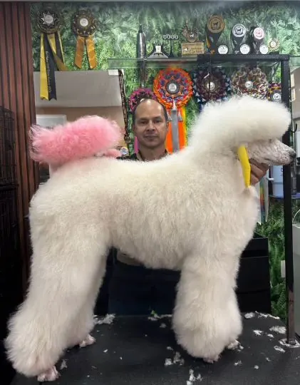 Poodle Gigante branco em pose de exposição com tosa de competição e topete rosa